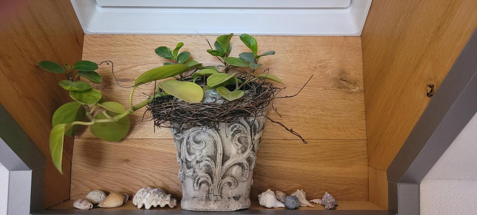 Appartement Schwarzwaldliebe Neuried 20 Min Zum Europa Park *